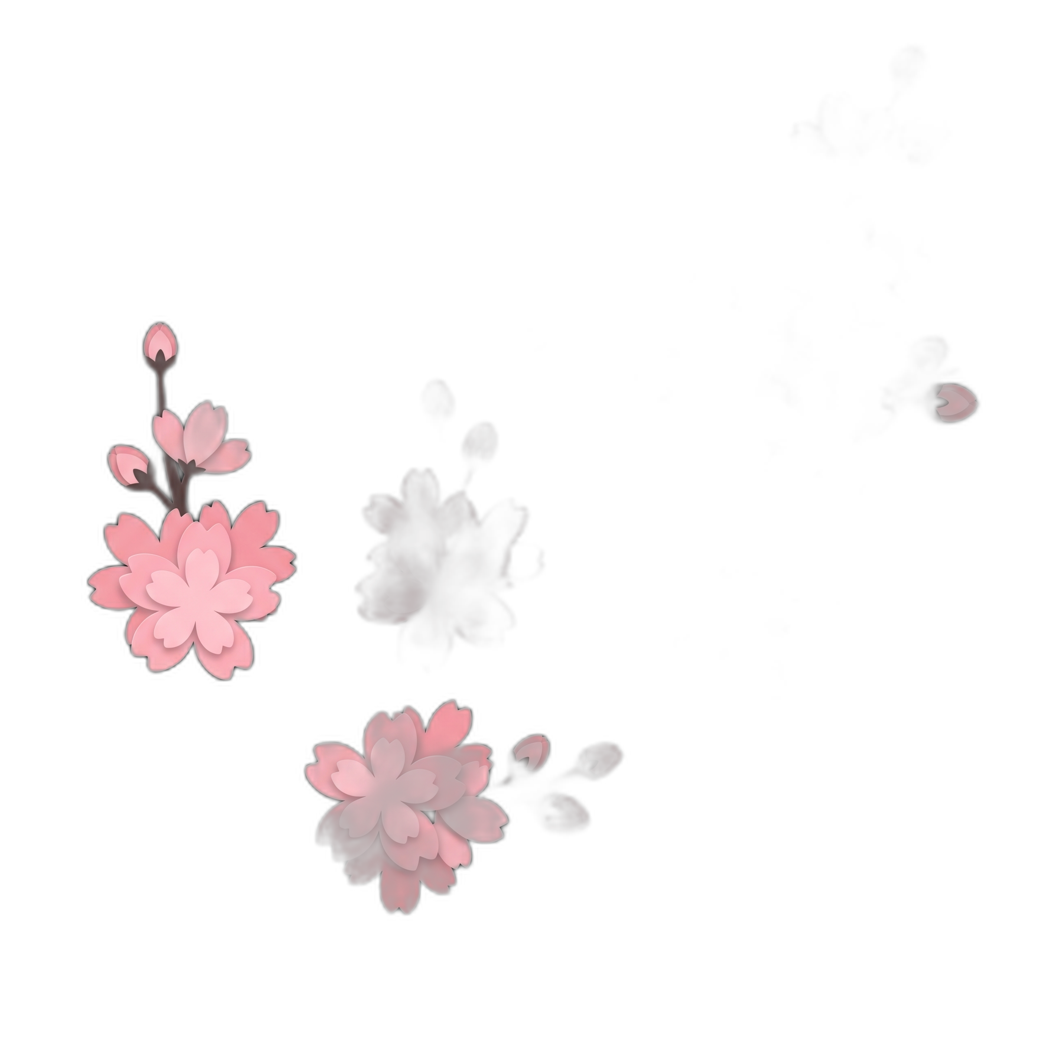 Cherry blossom branch